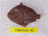 藏品(疣麟魨)的圖片
